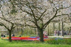 keukenhof-3