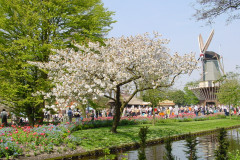 keukenhof-4