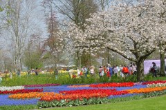 keukenhof-5