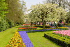 keukenhof-6
