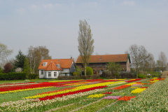 keukenhof