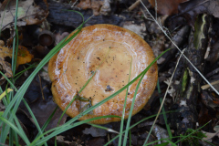 paddestoelen