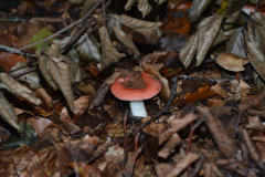 paddestoelen