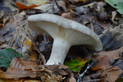 paddestoelen
