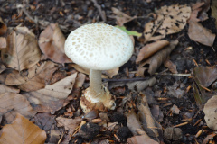 paddestoelen