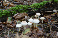 paddestoelen