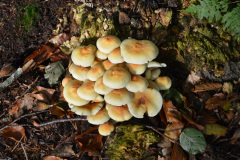 paddestoelen