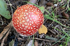 paddestoelen