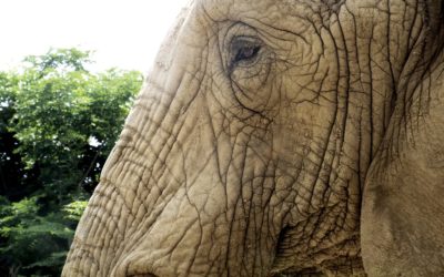 Oma, wat heb je daar …..