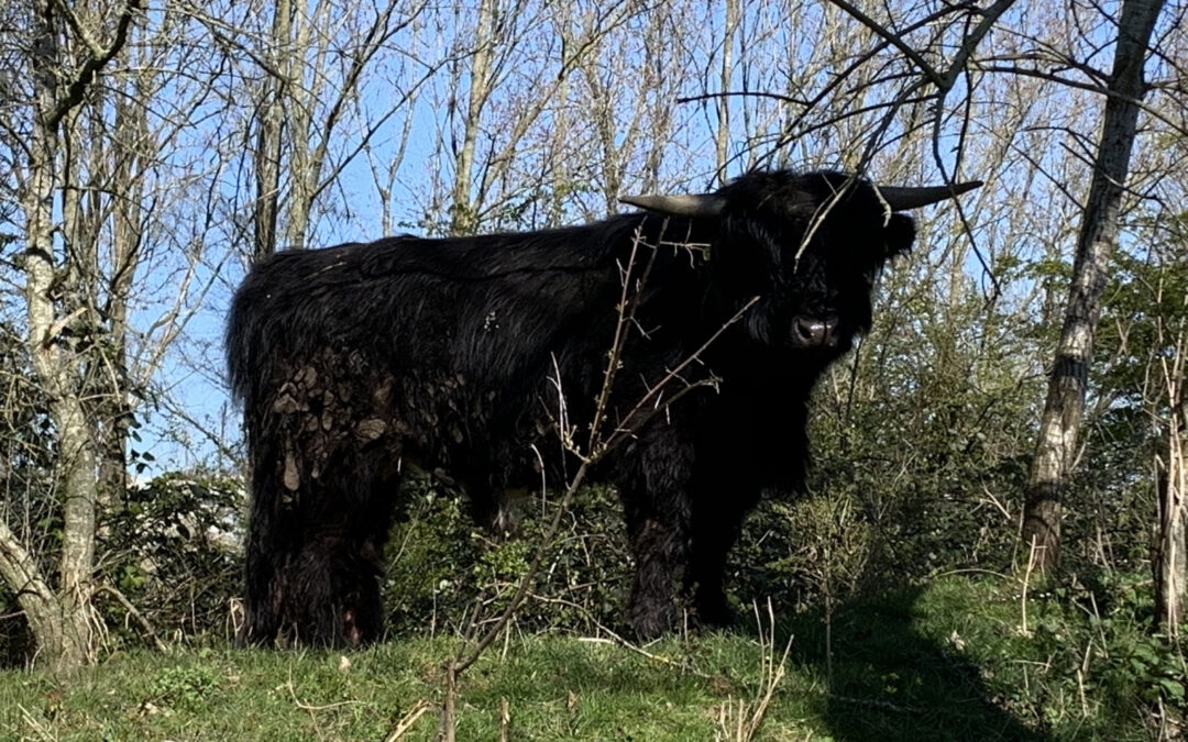 Rasterhoff Park Sneek